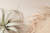 Aerial view of woven hat and a dried plant