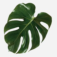 Monstera delicosa plant leaf on an off white background mockup