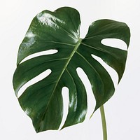 Monstera delicosa plant leaf on an off white background mockup