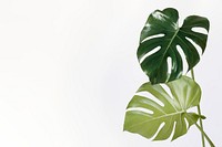 Monstera delicosa plant leaf on an off white background