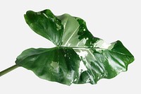 Arrowleaf elephant ear leaf isolated on an off white background