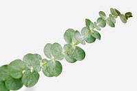 &asymp; round leaves on white background