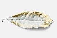 Leaf painted in gold and white mockup on an off white background