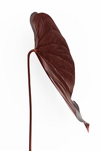 Tropical Alocasia leaf painted in a dark brown