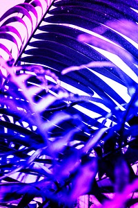 Neon tropical Areca palm leaves banner