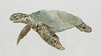 Watercolor painted sea turtle on white canvas template