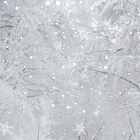 White snowy pine branch background