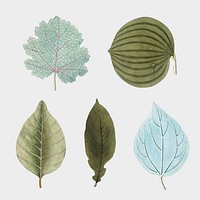 Various blue and green leaves set vector