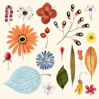 Mixed flowers and leaves set vector