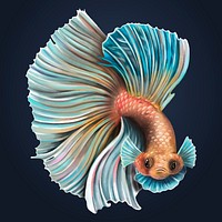 Angry betta fish flaring on a midnight blue background vector