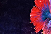 Betta fish tail background design resource 