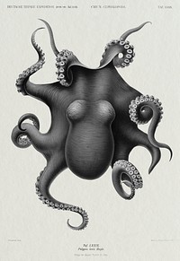 Vintage Octopus design, remix from original painting by Carl Chun