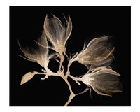 Vintage magnolia branch with four flowers wall art print and poster design remix from original artwork.