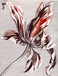 Blooming tulip vintage illustration vector, remix from original artwork.