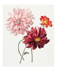 Colorful dahlias vintage illustration wall art print and poster design remix from original artwork.