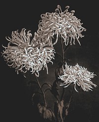 Three white Chrysanthemums vintage vector artwork, remix from orginal photography.