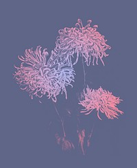 Three pink chrysanthemums vintage illustration artwork, remix from orginal photography.
