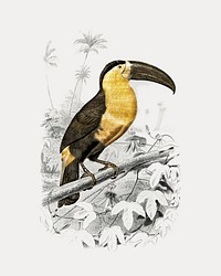 Golden Toucan (Ramphastos) vintage illustration, remix from original artwork.