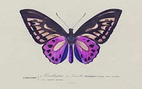 Birdwing butterfly vintage illustration vector, remix from original artwork.