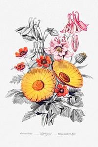 Flower bouquet vintage illustration, remix from original artwork of Robert Tyas.