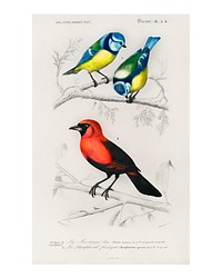 Different types of birds vintage illustration wall art print and poster design remix from the original artwork.