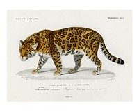 Jaguar vintage illustration wall art print and poster design remix from the original artwork.