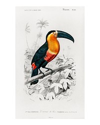 Toucan (Ramphastos) vintage illustration wall art print and poster design remix from the original artwork.