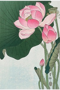 Blooming lotus vintage wall art print and poster design remix from original artwork by Ohara Koson. Digitally enhanced and vectorized by rawpixel.