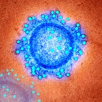 Coronavirus under the microscope