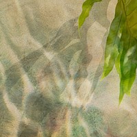 Tropical leaves on a concrete wall background