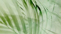 Palm leaf desktop wallpaper, aesthetic green nature HD background