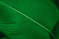 Calathea Lutea leaf macro shot background