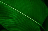 Calathea Lutea leaf macro shot background