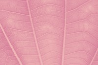 Watermelon pink leaf pattern textured backdrop