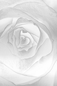 Abstract silver flower background design