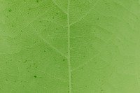 Green leaf pattern textured backdrop