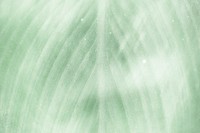 Green leaf pattern textured backdrop