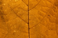 Star gooseberry leaf texture macro background