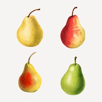 Hand drawn natural fresh pear set vector