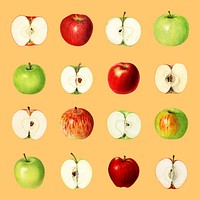Hand drawn red apples on an orange background vector 