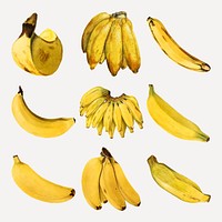 Hand drawn natural fresh bananas vector