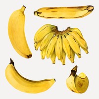 Hand drawn natural fresh bananas vector