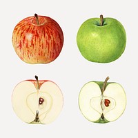 Hand drawn fresh apple set vector