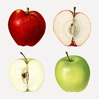 Hand drawn fresh apple set vector