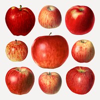 Hand drawn red apples illustration