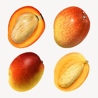 Hand drawn natural fresh mango set vector