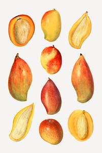 Hand drawn natural fresh mango set vector