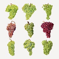 Hand drawn natural fresh grape set vector