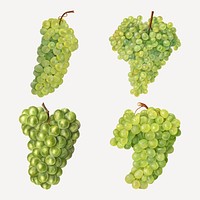 Hand drawn natural fresh grape set vector