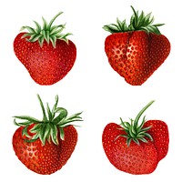 Hand drawn natural fresh strawberries set vector